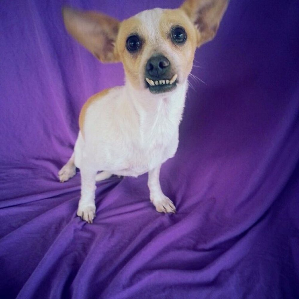 Meet your Posher, Victoria